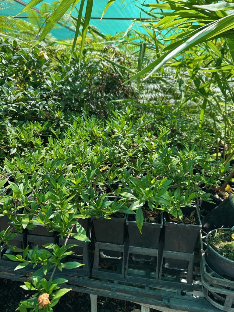Lakeside Plants & Nursery