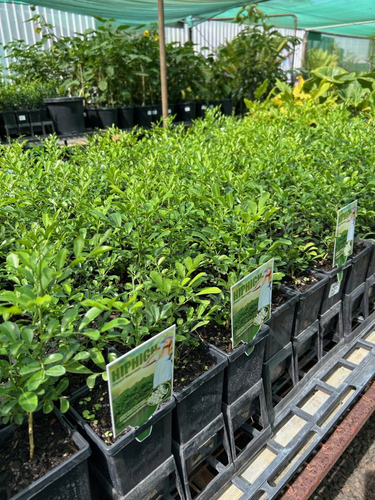 Lakeside Plants & Nursery