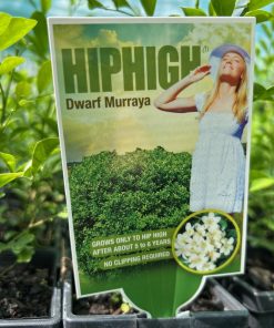 Murraya Hip High