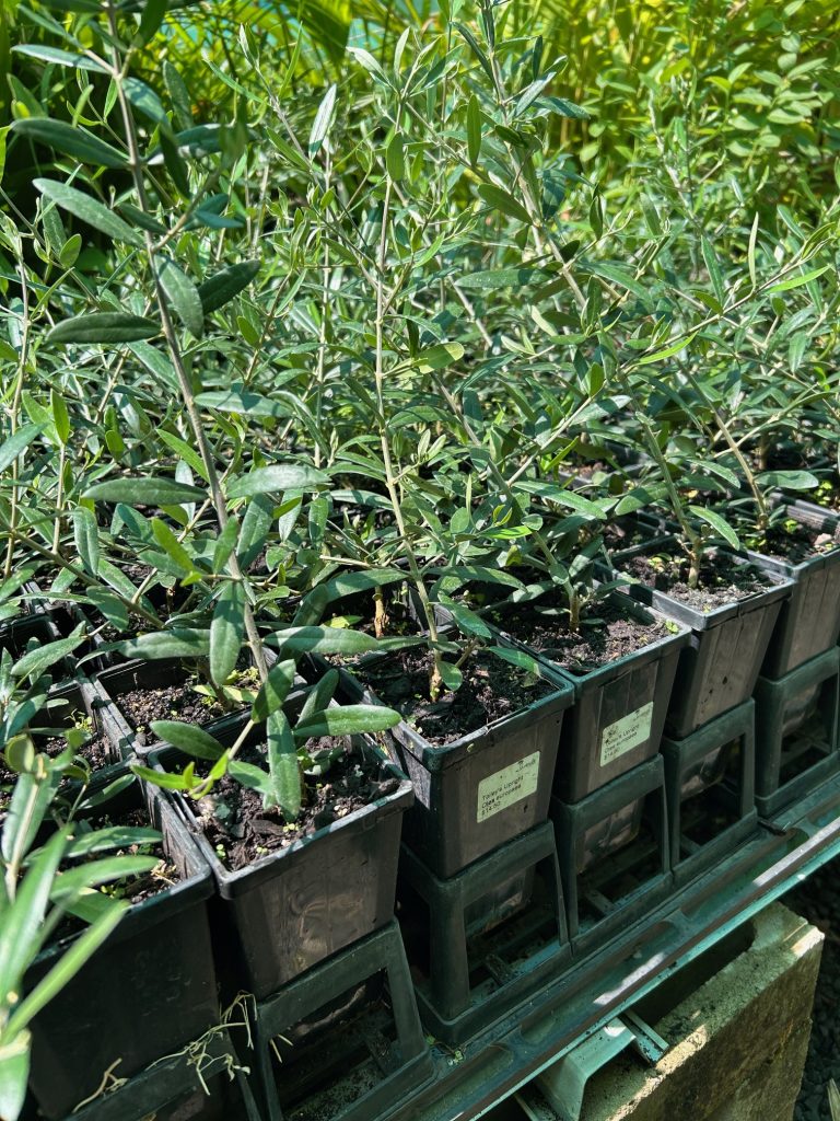 Lakeside Plants & Nursery