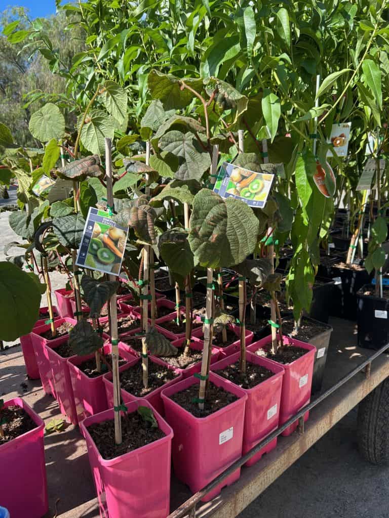 Lakeside Plants & Nursery