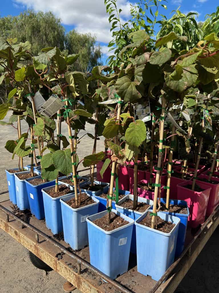 Lakeside Plants & Nursery