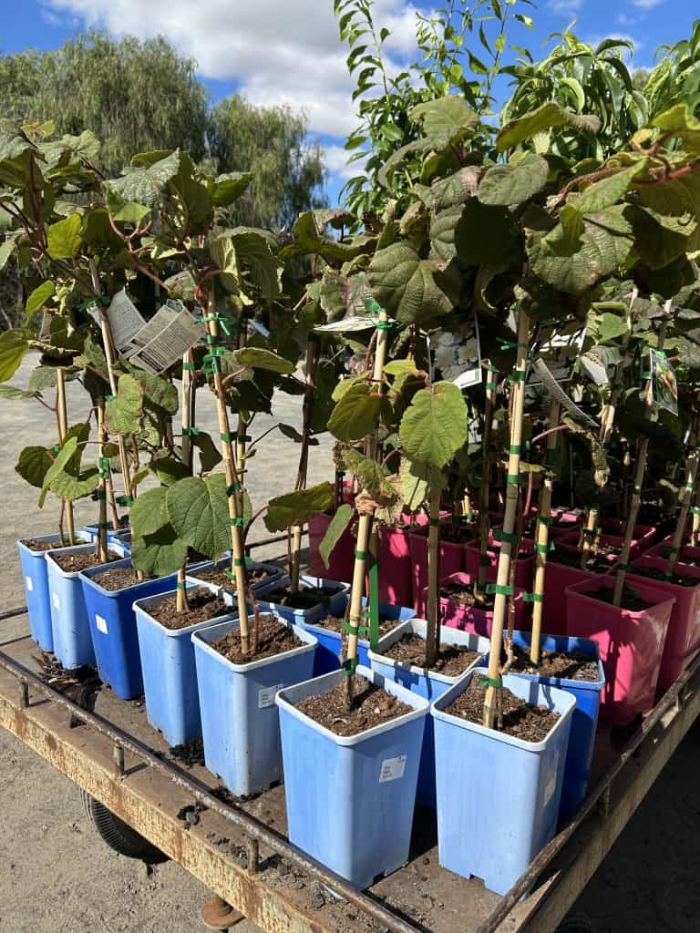 Lakeside Plants & Nursery