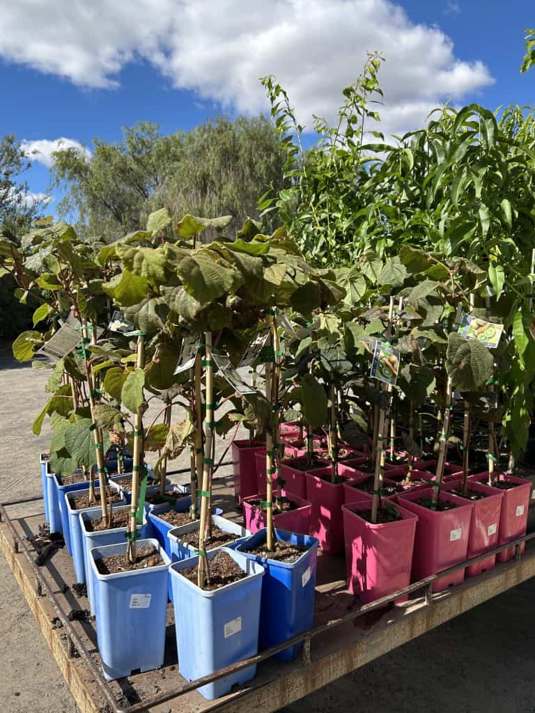 Lakeside Plants & Nursery