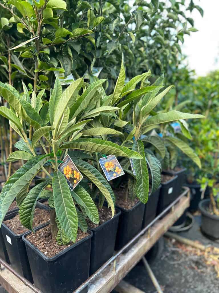 Lakeside Plants & Nursery