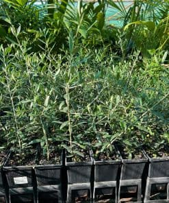 Olive Tolley's Upright