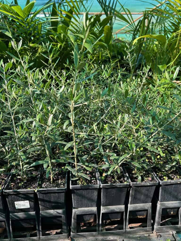 Lakeside Plants & Nursery