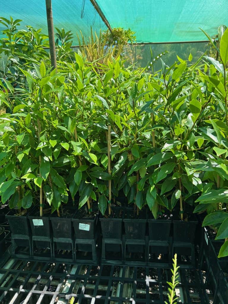 Lakeside Plants & Nursery