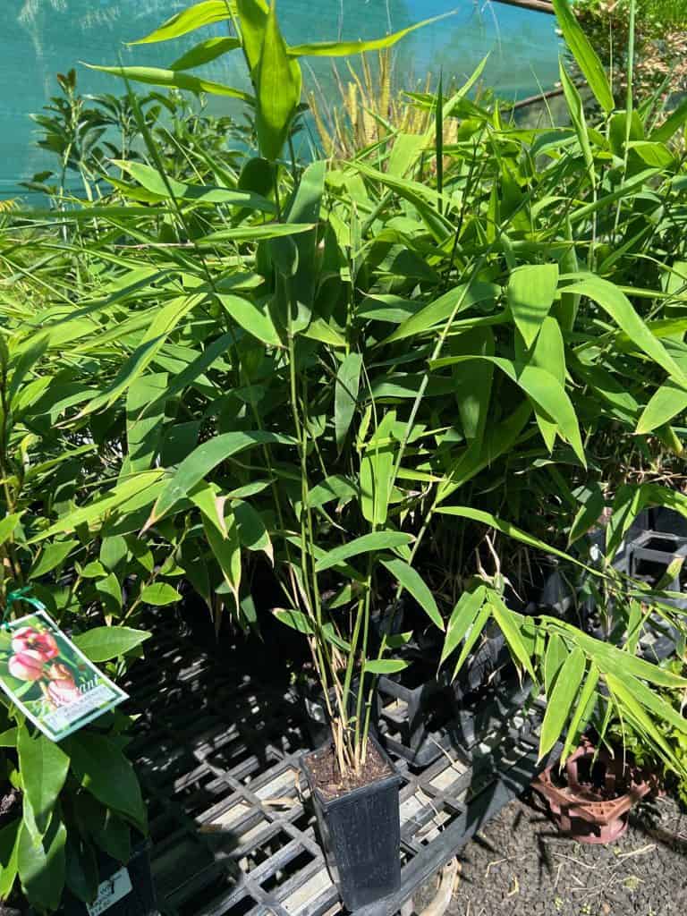 Lakeside Plants & Nursery