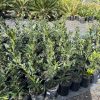 Bay Tree Laurus nobilis