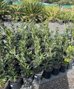 Bay Tree Laurus nobilis